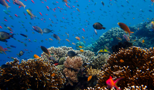 menjangan island, pulau menjangan, bawah laut
