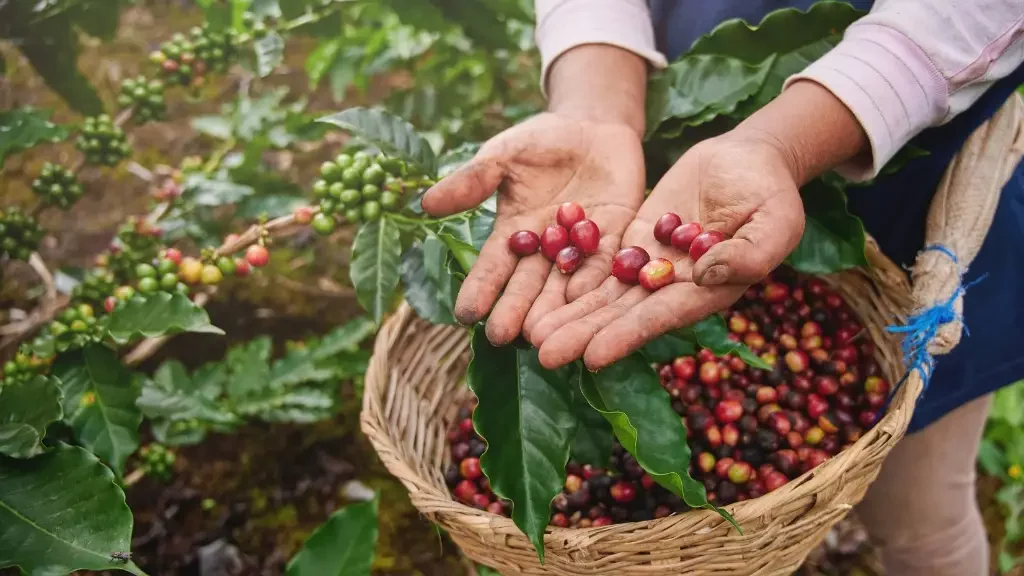 Bikin Bangga Warganya, Ternyata ini dia Sejarah Kopi Gayo kopi, gayo, kopi gayo, kopi aceh