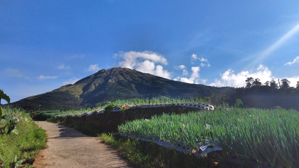 Petualangan Seru di Wisata Negeri Sayur Sukomakmur dengan Sayuran Segar yang Menggugah Selera Wisata Negeri Sayur Sukomakmur