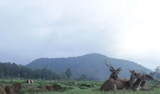 Wisata No Effort, bulan puasa, Sunrise Point Bromo, bromo, Penangkaran Rusa, Ciwidey, bandung, Merapi Lava Tour, gunung merapi, taman langit, pangalengan, dieng, wonosobo, gunung sindoro, gunung sumbing