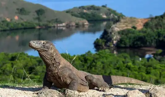 Taman Nasional Komodo Dinobatkan Sebagai Tempat Terindah di Dunia 2025! 3 Time Out, Taman Nasional Komodo, labuan bajo, nusa tenggara timur, tempat terindah di dunia 2025, The Cauldron, Pulau Padar, Pulau Rinca, komodo, Pulau Komodo, Hà Giang, Vietnam, Lembah Panukha, Bhutan, Punakha Valley, Bhutan, Taman Nasional Zhangye, China, Three Whale Rock, Thailand, Koh Rong Samloen, Kamboja, Ella, Sri Lanka, Kinkaku-ji, Jepang, Registan Square, Uzbekistan, Jaipur, India, Hoi An, Vietnam